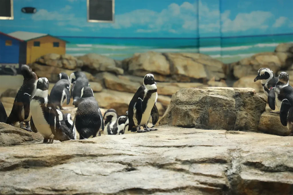 ae-urbia-turtle-back-zoo-penguin-exhibit-2 AE Urbia Architects and Engineers Turtle Back Zoo Penguin Exhibit